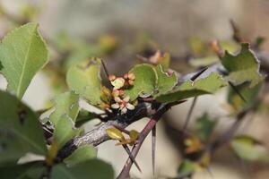 A small plant with small flowers on it photo