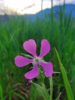 A single pink flower in a field of grass photo