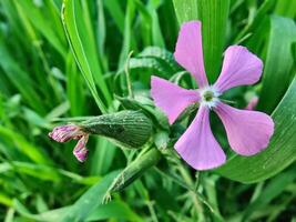 A single pink flower is in the middle of a green field photo