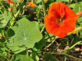 A close up of a flower with green leaves photo