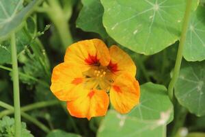 A single orange flower in the middle of a green plant photo