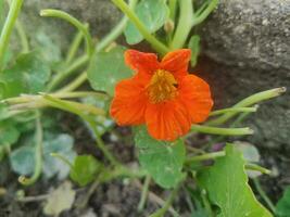 A single orange flower growing in the middle of a green plant photo
