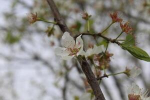 A branch with white flowers on it photo