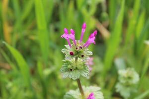 A small pink flower is in the middle of a field photo