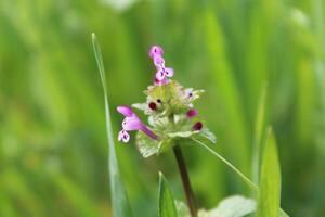 A small flower with a green stem in a field photo