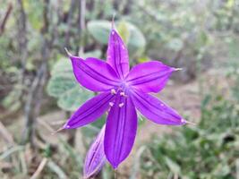 A purple flower with a green stem in the middle of a field photo