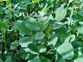 A close up of a field of green plants photo
