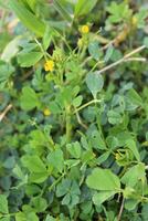 A small plant with yellow flowers growing in the grass photo