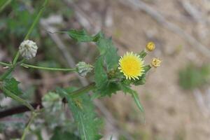 A yellow flower with green leaves and a yellow center photo