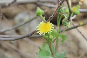 A yellow flower is growing on a branch photo