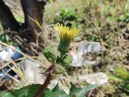 A yellow flower with green leaves and a brown background photo