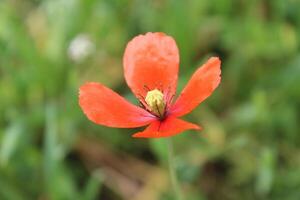 A single red poppy flower in the grass photo