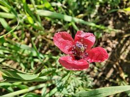 A single red flower in the grass photo