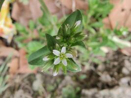 A small white flower with green leaves in the ground photo