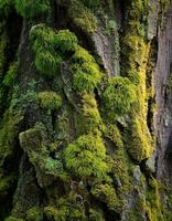 Close-up View of Moss-Covered Tree Trunk in a Forest During Daylight Hours Showcasing Nature's Intricate Textures photo