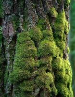 Lush Green Moss Covering a Tree Trunk in a Serene Forest During Midday photo