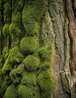 Moss-covered Tree Trunk Showing Intricate Textures and Vibrant Green Hues in a Natural Forest Setting photo