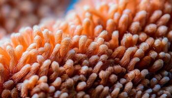 Close-up View of Vibrant Coral Polyps in a Tropical Reef Ecosystem at Mid-Day photo