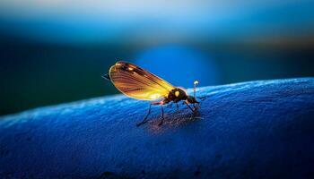 Beautiful Insect Illuminated at Night on a Surface in a Natural Outdoor Setting, Capturing the Essence of Evening Life photo