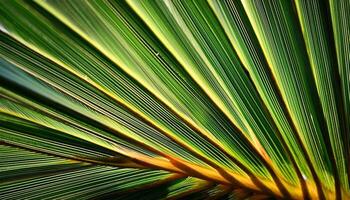 Close-up View of Vibrant Palm Fronds Illuminated by Sunlight in a Tropical Setting photo