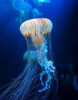 Captivating Jellyfish Floats Gracefully in an Illuminated Aquarium at Twilight, Showcasing Mesmerizing Colors and Delicate Movements photo
