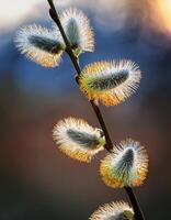 Close-up of Blooming Willow Catkins in Spring Sunlight Displaying Delicate Furry Textures in a Natural Setting photo
