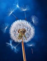 Dandelion Seeds Drifting in the Wind Create a Beautiful Display Against a Blue Background photo