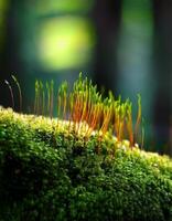 Moss Growing on a Log in a Tranquil Forest Setting During Early Morning Light photo