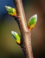 Spring Buds Emerging on a Tree Branch, Showcasing Vibrant Green Growth in Natural Light photo