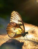 Beautiful Butterfly Resting on a Sunlit Surface in a Natural Setting During a Warm Afternoon photo
