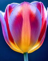 Close-up View of Vibrant Tulip Displaying Bright Colors and Delicate Petals in a Garden Setting During Springtime photo