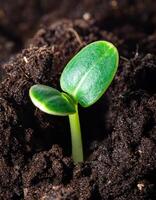 Fresh Seedling Emerging From Dark Soil Under Warm Sunlight in Early Spring photo