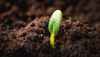 New Seedling Emerging From Fertile Soil in Sunlight During Spring Growth Season photo