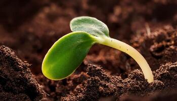 Green Seedling Emerging From Rich Brown Soil in a Garden Setting on a Sunny Day photo