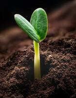 New Plant Seedling Emerges From Dark Soil in a Close-Up View Capturing Growth and Vitality photo