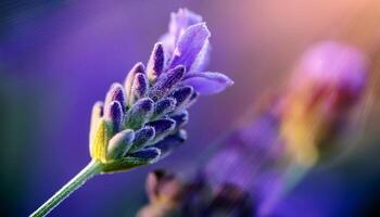 Close-up of a Lavender Flower Captured During Golden Hour in a Serene Garden Setting photo