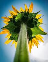 Bright Sunflower Viewed From Below Against a Clear Blue Sky on a Sunny Day in a Garden photo