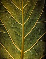Detailed Close-Up of a Green Leaf Showcasing Intricate Vein Patterns and Natural Textures in a Serene Environment photo