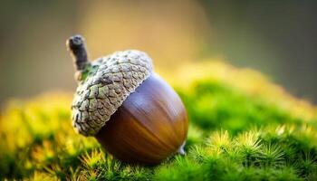 Close-up View of a Shiny Acorn Resting on Lush Moss in a Serene Forest Setting During Soft Afternoon Light photo