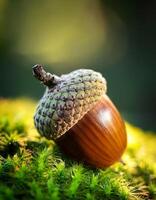 Close-up of an Acorn Resting on Vibrant Green Moss Under Soft Sunlight in an Enchanted Forest Setting photo