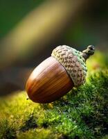 Beautiful Acorn Resting on Lush Green Moss in a Tranquil Forest Setting During Early Morning Light photo