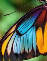 Beauty of a Butterfly Wing Showcasing Vibrant Colors in a Natural Setting During Daylight photo
