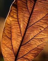 Detailed Close-Up of a Dried Leaf Showcasing Intricate Textures and Patterns in Natural Light photo