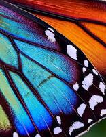 Close-up View of a Vibrant Butterfly Wing Showcasing Intricate Colors and Patterns in Natural Light photo