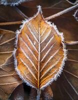 Frost-covered Leaf Showcasing Intricate Patterns and Textures in a Winter Setting at Dawn photo