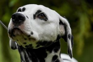 Westminster Kennel Club Second Day