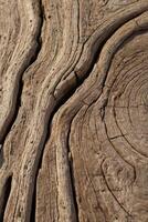 Rustic driftwood texture with intricate patterns and weathered surface photo