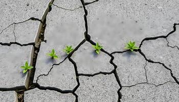 New Plant Growing Through Cracks Showing Resilience and Determination Concept photo