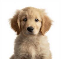 A golden retriever puppy sitting in front of a white background photo