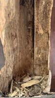 Close-up of decayed and damaged wood, showcasing rough textures, splinters, and natural wear. Ideal for use in themes related to decay, termite infestation, carpentry photo